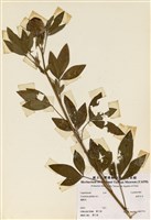 藏品(黃野百合)的圖片